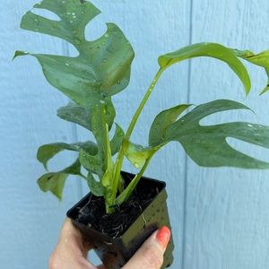 Mini Monstera